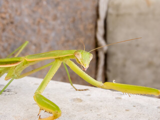 praying mantis insect leaning on a rock