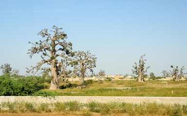 Giant baobabs from the Bandia nature reserve in Senegal