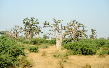 Giant baobabs from the Bandia nature reserve in Senegal