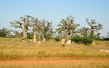 Giant baobabs from the Bandia nature reserve in Senegal