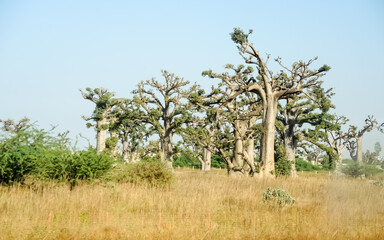 Giant baobabs from the Bandia nature reserve in Senegal