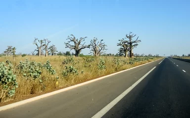 Foto op Canvas Giant baobabs from the Bandia nature reserve in Senegal © cribea