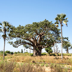 Giant baobabs from the Bandia nature reserve in Senegal