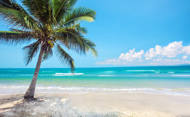 tropical beach with coconut palm tree - 404947481