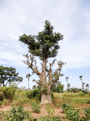Giant baobabs from the Bandia nature reserve in Senegal