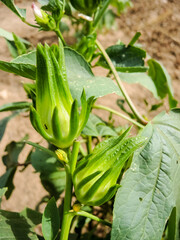 Obraz premium white exotic flower on brown background