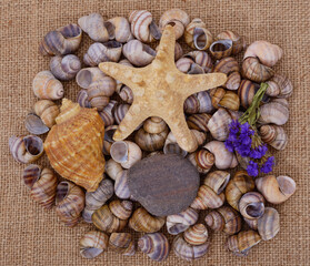 Seashells, pebbles, starfish, dried flowers.