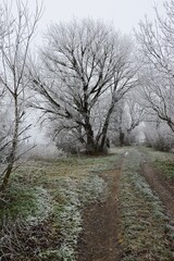 Winter landscape with frozen grass around dirt field road and lane of naked frozen broadleaf trees around. Misty cloudy winter weather. 
