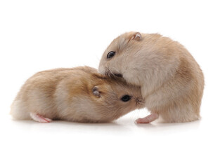 Two white hamster.