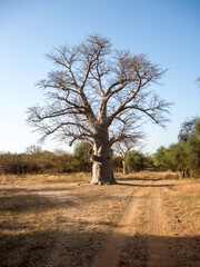 Fototapeta na wymiar Giant baobabs from the Bandia nature reserve in Senegal