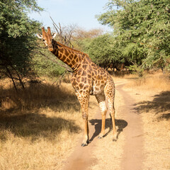 African giraffe in a nature reserve