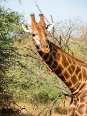 African giraffe in a nature reserve