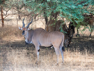 Great Kudu of the Bandia nature reserve in Senegal