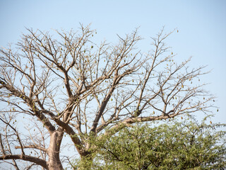 baobab fruit from the Bandia nature reserve in Senegal