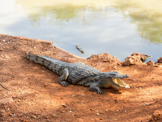 African crocodile on the shore of a lake