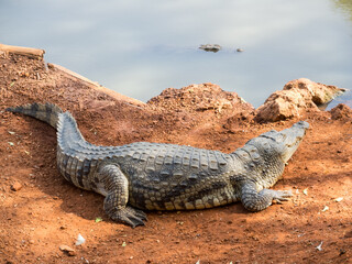 African crocodile on the shore of a lake