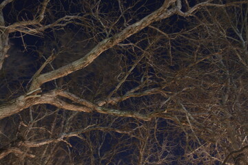 Plakat trees in the night