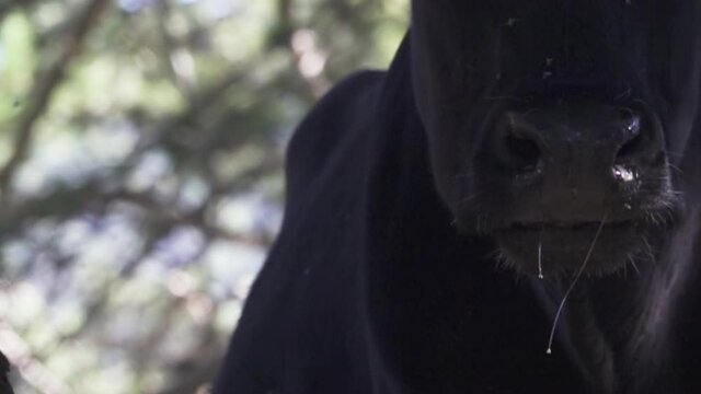 Close-up of a black chewing cow's face, masticate the grass. Super slow motion 1000 fps.
