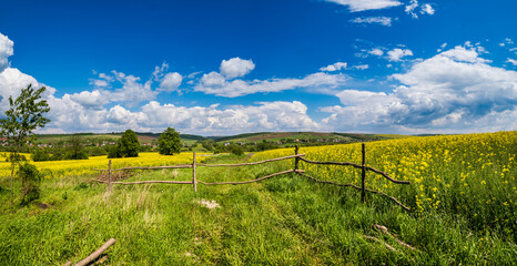 Fototapeta na wymiar Spring rapeseed yellow blooming fields panoramic view, blue sky with clouds in sunlight. Natural seasonal, good weather, climate, eco, farming, countryside beauty concept.