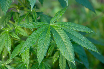 Growing cannabis in the garden