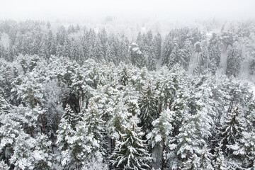 Winter forest with snowy trees, aerial view