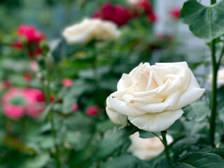 A photo close up of a white-yellow rose on green background
