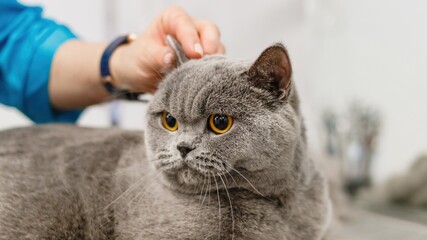 Cat getting haircut at grooming salon and pet spa