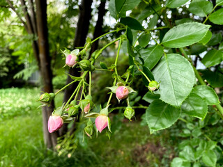 A lot of small pink roses buds on bush closeup in garden.