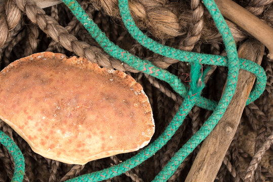 Sea fishing rope and a crab shell washed up