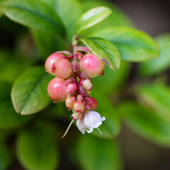 Vaccinium vitis-idaea macro view. The process of growth and ripening of organic lingonberry berries, unripe green and pinkish berries. Shallow depth of field. selective focus.