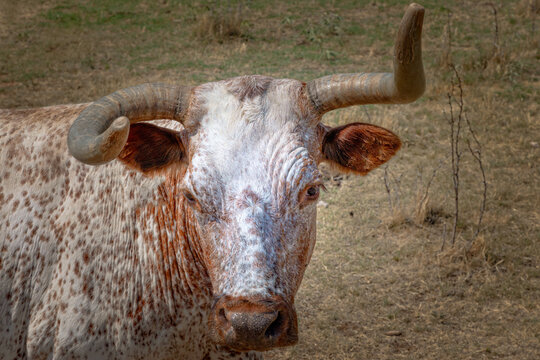 Texas Longhorn beef cattle calf standing in a pasture