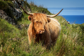 Highland cattle sunny