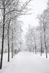 Obraz premium Snowy winter road. Snowfall in the park, snow covered trees landscape.