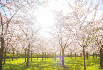 Spring cherry blossom garden.