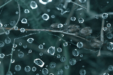 Macro raindrops