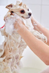 cropped skilled groomer carefully wash the dog in bath, before grooming procedure. little puppy spitz get used to such procedures, dog pet behaves calmly in contact with water