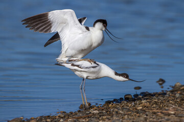 Säbelschnäbler (Recurvirostra avosetta) Paarung