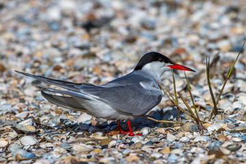 Flußseeschwalbe (Sterna hirundo)
