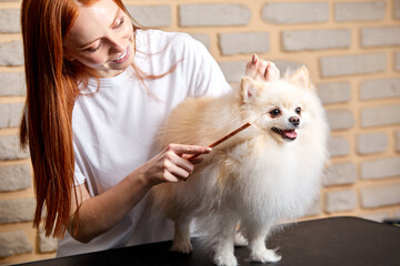 redhead female groomer combing little pet dog pomeranian spitz using specialized tools, in salon