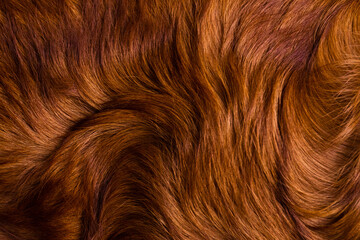 Golden Retriever Dog Brown Hair Texture Background