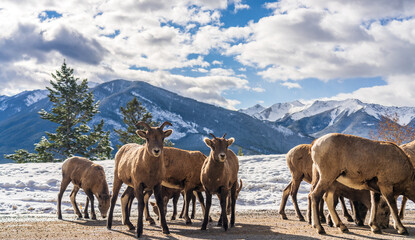Obraz premium A group of young Bighorn Sheeps (ewe and lamb) on the snowy mountain road. Banff National Park in October, Mount Norquay Scenic Drive. Canadian Rockies, Canada.