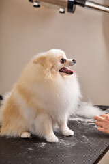 spitz loves to be groomed, patiently waits for the end of the procedure in salon, master grooming