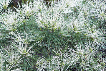 Dragons eye japanese red pine (Pinus densiflora 'Oculus Draconis'). Called Dragons eye pine also