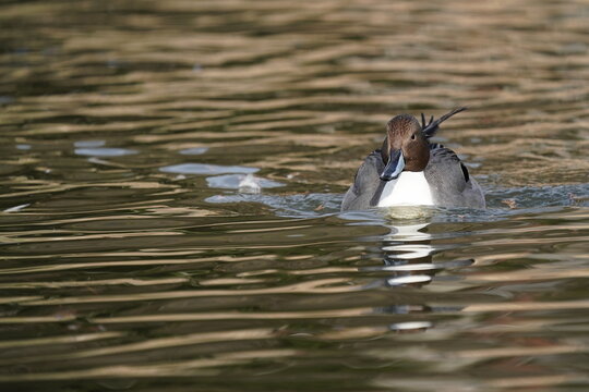 northern pintail in the water - Powered by Adobe