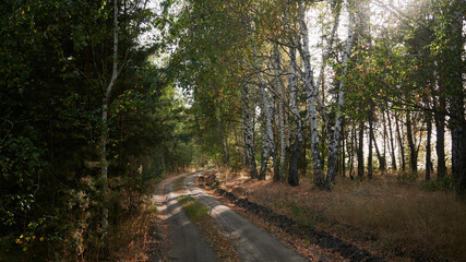 Beautiful road for cars on the background of a forest with birches at sunset or dawn