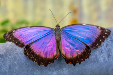 Fototapeta premium Macro shots, Beautiful nature scene. Closeup beautiful butterfly 