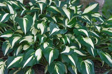 Variegated Hosta (Hosta 'Undulata Mediovariegata')