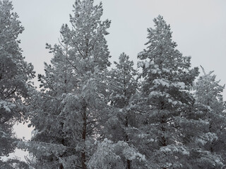 Frozen trees in snow. Winter background.