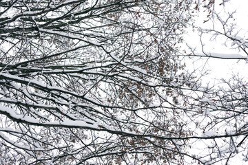 Fototapeta premium Tree branches in the snow in winter