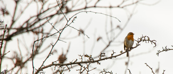 a lonely robin high up in the tree